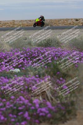 media/Jan-14-2023-SoCal Trackdays (Sat) [[497694156f]]/Turn 14 Exit Bloomig (145pm)/
